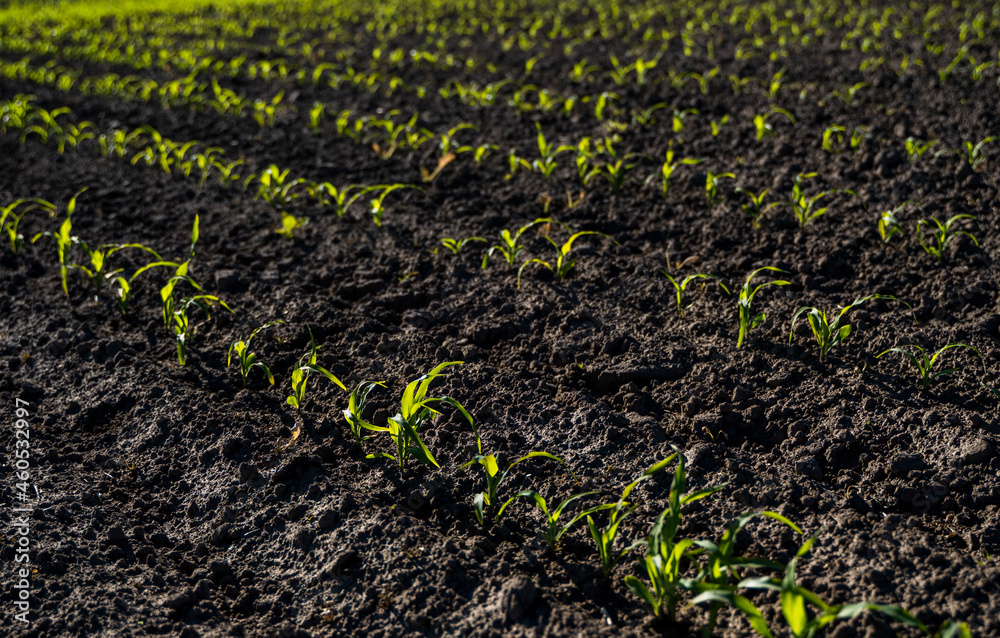 Rows of corn sprouts beginning to grow. Young corn seedlings growing in a soil. Agricultural concepts. Rows of corn sprouts beginning to grow. Young corn seedlings growing in a soil. Agricultural concepts.