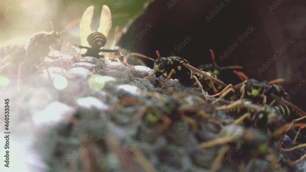 Wasps that ensure the proper functioning of a nest in which there are larvae, close up with light effects Wasps that ensure the proper functioning of a nest in which there are larvae, close up with light effects