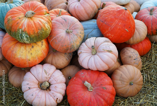 colorful pumpkins stacking in farm in autumn harvest season
