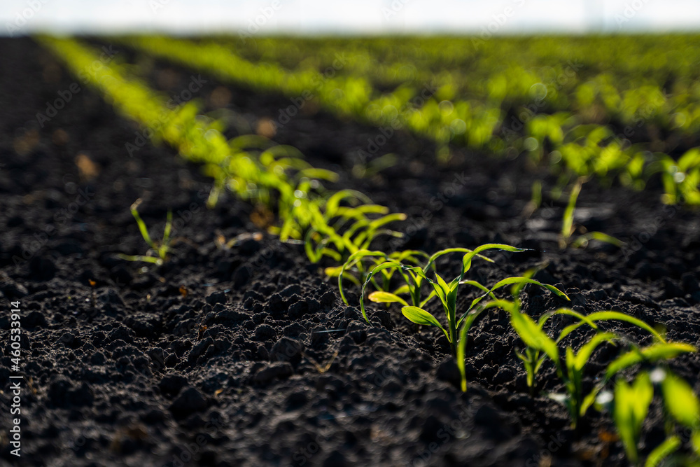 Rows of corn sprouts beginning to grow. Young corn seedlings growing in a fertile soil. An agricultural field on which grow up young corn. Rural landscape. Rows of corn sprouts beginning to grow. Young corn seedlings growing in a fertile soil. An agricultural field on which grow up young corn. Rural landscape.