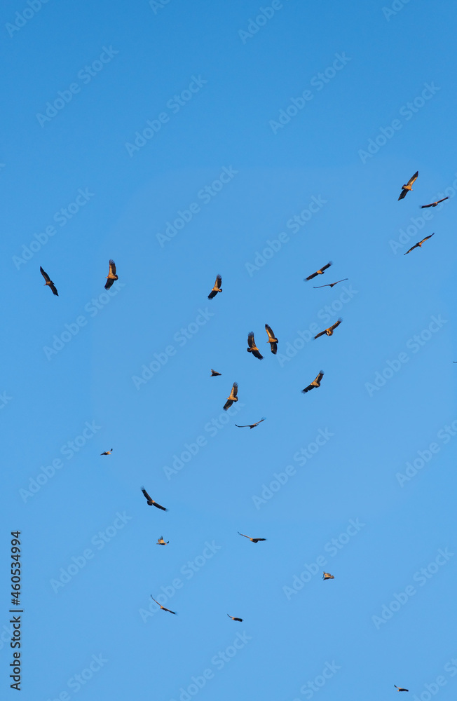 The freedom to fly. Griffon vultures migratory birds over Portugal. The freedom to fly. Griffon vultures migratory birds over Portugal.