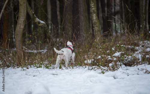 First snow in the forest. White dog on walk.