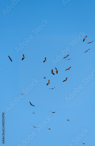 The freedom to fly. Griffon vultures migratory birds over Portugal. © JackUli
