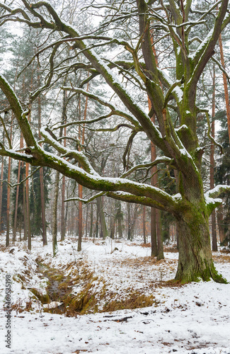 Winter in the forest. Old oak tree.