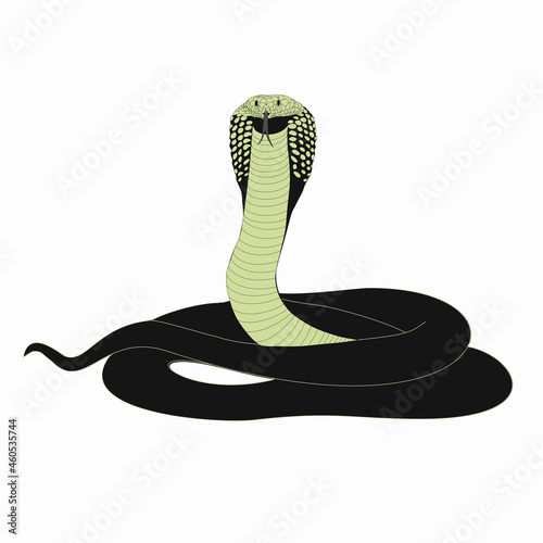 cobra looking straight, King Cobra, Snake