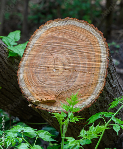 Surface of Sawed Tree Trunk Showing Tree Rings