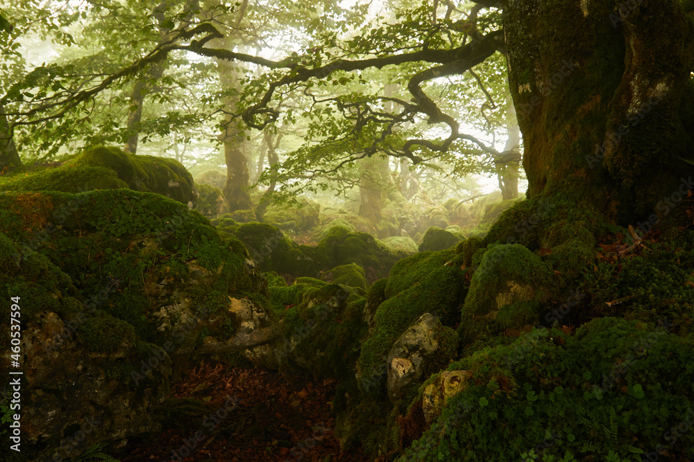 Fototapeta premium bosque con mucha niebla