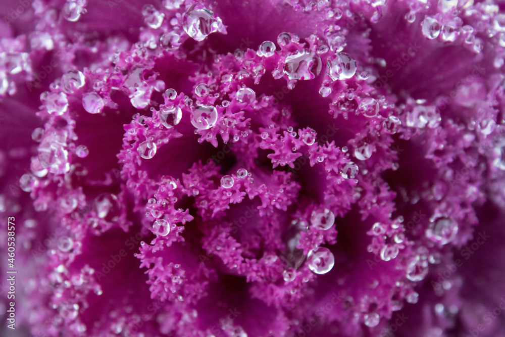 Close-up of a garden decorative pink flower covered in morning dew.