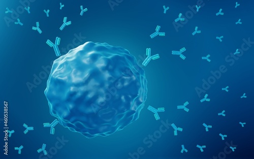 B cell releasing antibodies photo