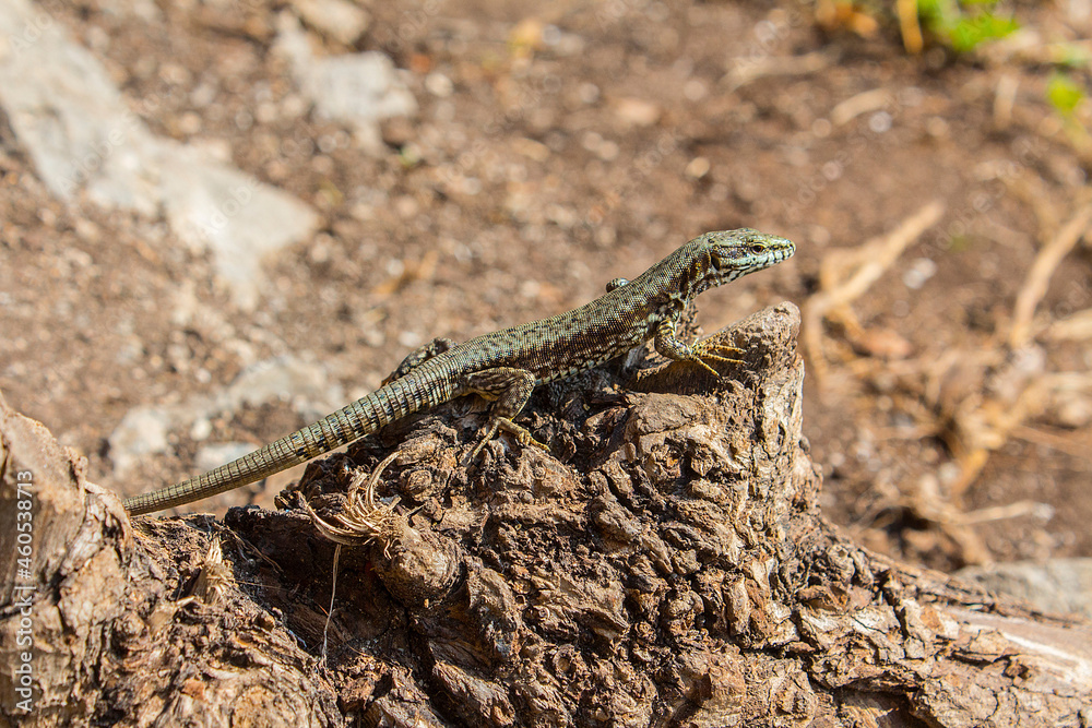 Lizard resting on a tree stump in a hot arid day. Lizard resting on a tree stump in a hot arid day.