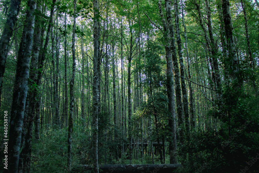 Obraz premium forest in the morning