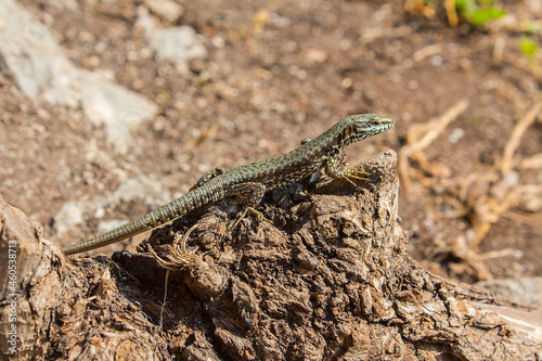 Lizard resting on a tree stump in a hot arid day.