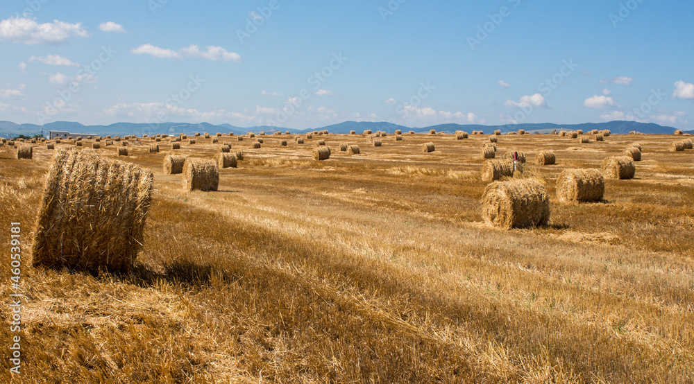 Hay rolls on a grain field after harvesting near Bacau, Romania.