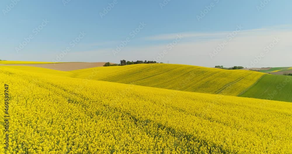 Aerial View of Various Agriculture Fields Blooming. Rural Countryside Scene. Aerial View of Various Agriculture Fields Blooming. Rural Countryside Scene.