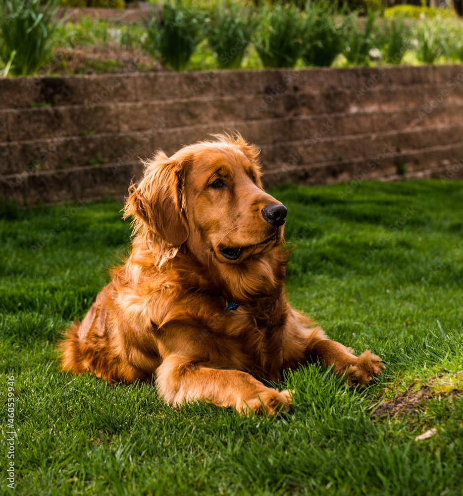 golden retriever on grass