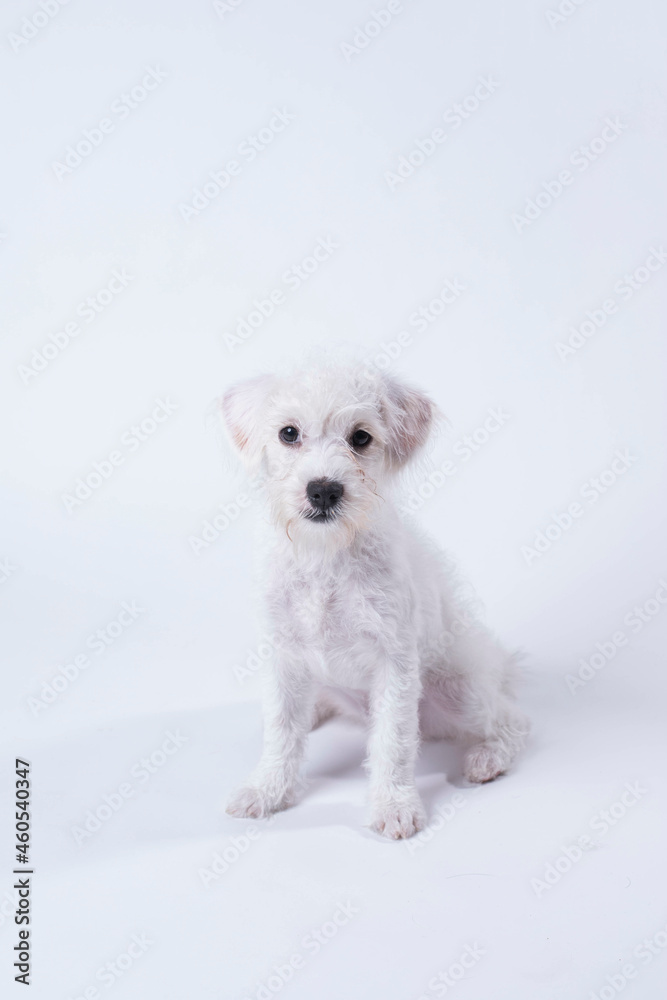 West Highland Terrier puppy sitting on white background West Highland Terrier puppy sitting on white background