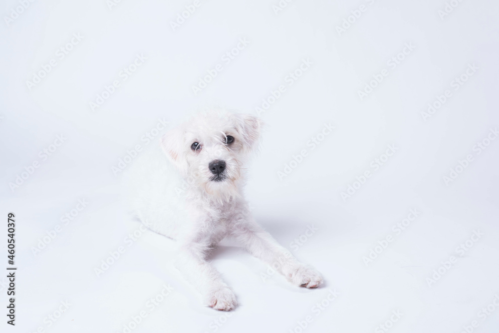 West Highland Terrier being cute on white background