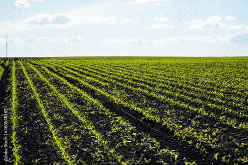 Rows of corn sprouts beginning to grow. Young corn seedlings growing in a fertile soil. An agricultural field on which grow up young corn. Rural landscape.