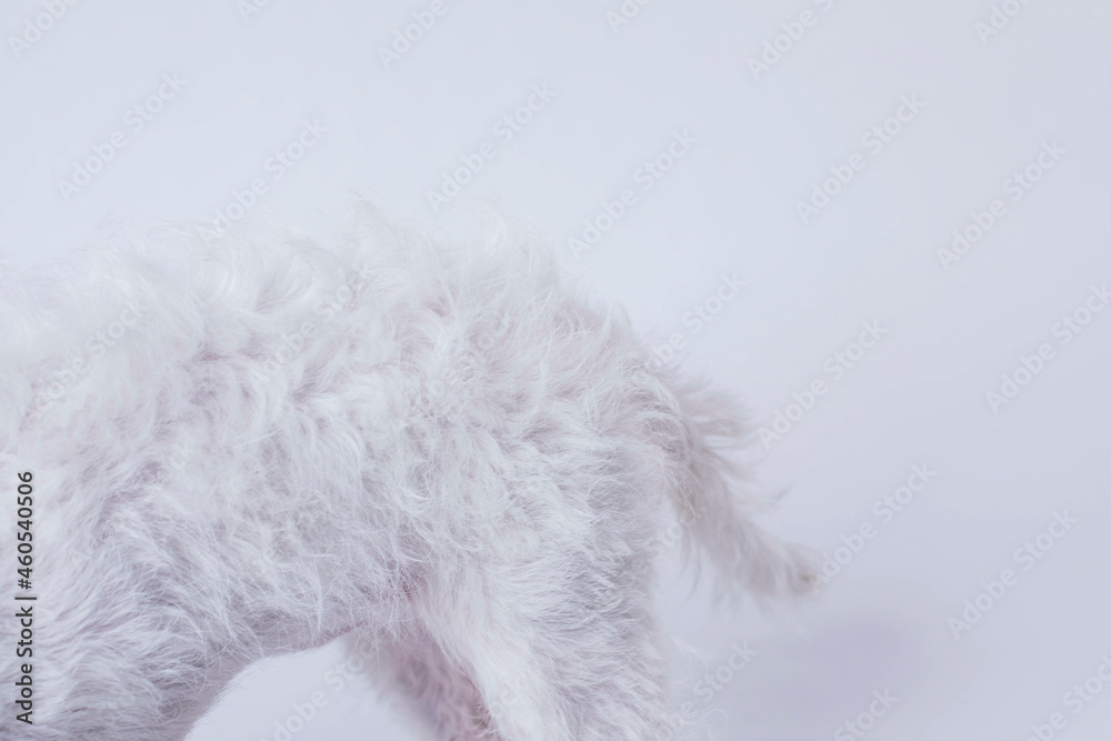 West Highland Terrier Puppy butt and tail on white background West Highland Terrier Puppy butt and tail on white background