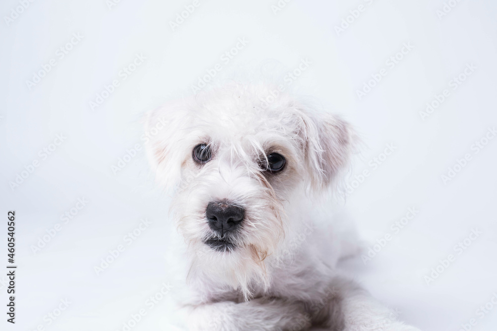 Portrait of West Highland Terrier Puppy Portrait of West Highland Terrier Puppy