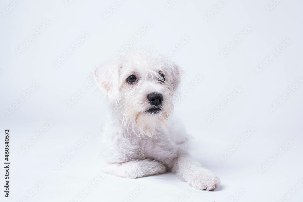 West Highland Terrier Mix on white background looking cute