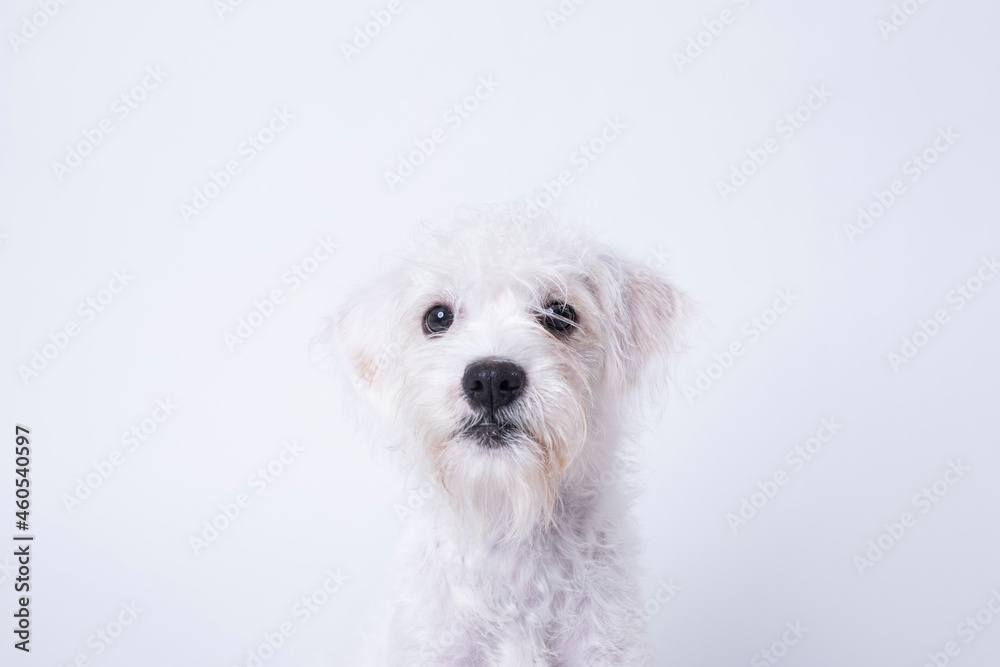 Headshot of West Highland Terrier Mix Puppy Headshot of West Highland Terrier Mix Puppy