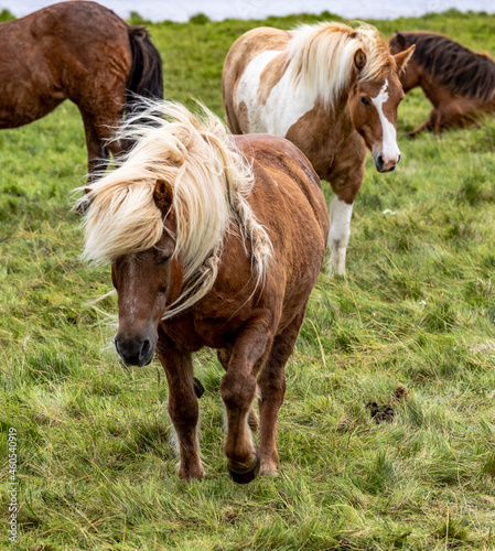 Icelandic horses grazing the lush green fields of Iceland.