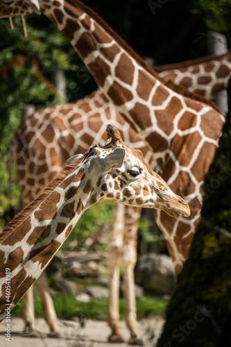 Canvas Print Vertical shot of a group of giraffes in a park