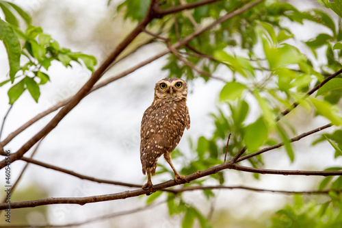 Isolated burrowing owl perched on bush branch in selective focus on fine detail.