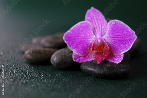  Spa and wellness . Orchid flower and massage stones in water drops on a dark green background.Beautiful nature wallpaper.