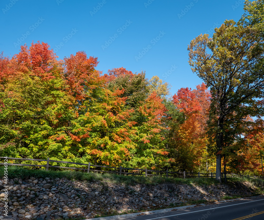 Naklejka premium Colorful autumn leaf foliage near a street or road or lane with blue sky on a sunny morning. The asphalt highway and wooden fence are mostly shadded by the tall trees.