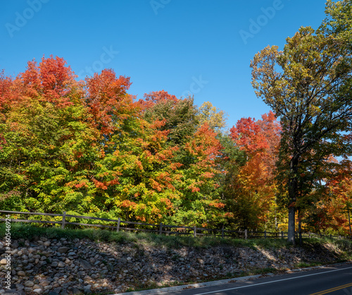 Colorful autumn leaf foliage near a street or road or lane with blue sky on a sunny morning. The asphalt highway and wooden fence are mostly shadded by the tall trees.