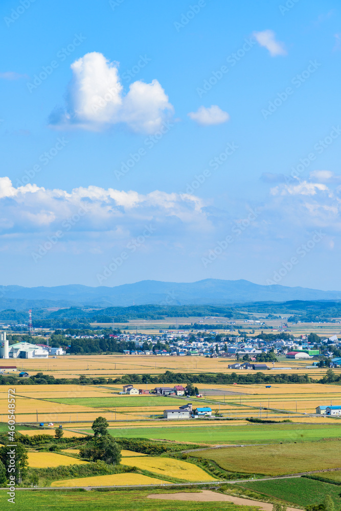 Fototapeta premium 萌の丘 素晴らしい道央の穀倉地帯を望む