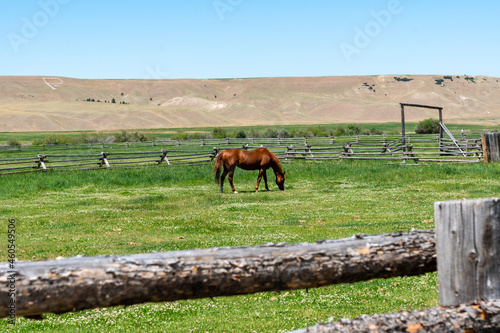 Horse in a pasture on farmland, in a corral during summer photo