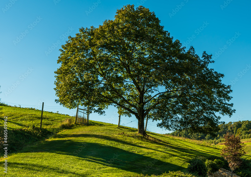 A tree and an opened gate on a hillside on a farm in Wexford, Pennsylvania, USA on a sunny fall day