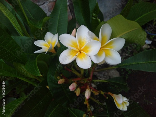 white frangipani flowers