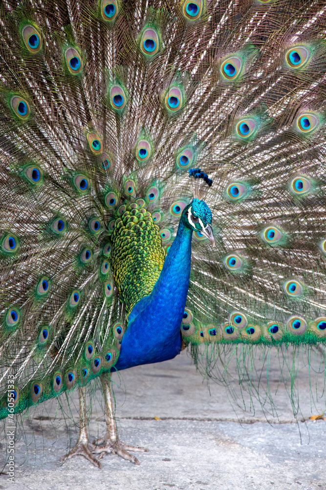 Obraz premium peacock with feathers