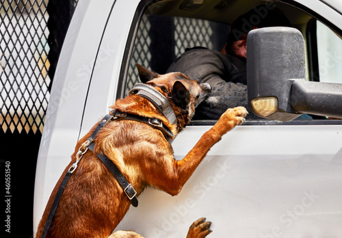 Slika na platnu Trained Police dog attacking a suspect in a truck