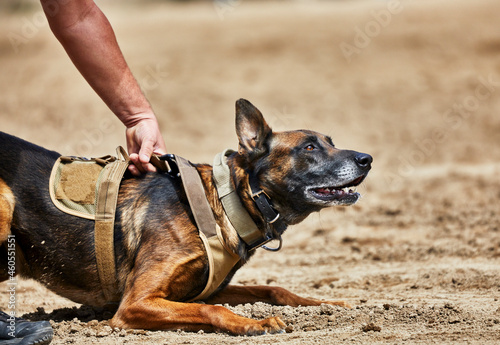Trained Police dog attacking a suspect photo