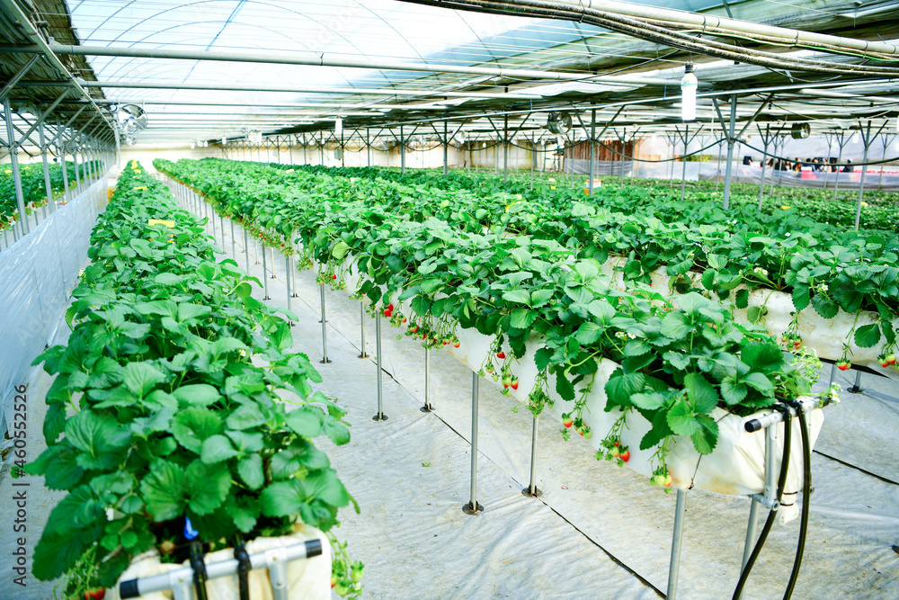 Inside modern strawberry farm in Korea. Industrial berry farming in a