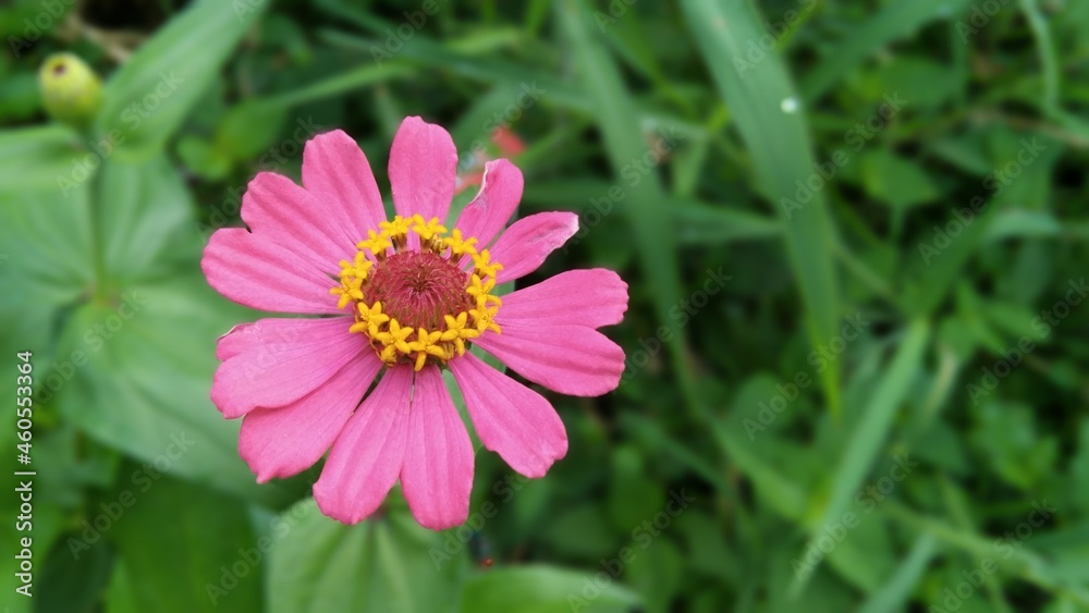 pink cosmos flower pink cosmos flower
