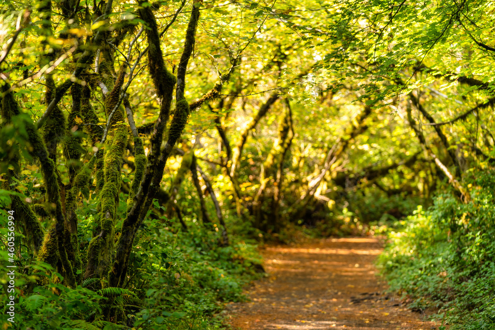 Obraz premium Fall Color in Oregon Forest at Silver Falls State Park