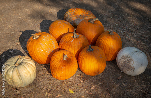 Pumpkins in rows