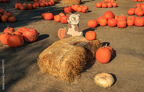Pumpkins with Piggy on a bale of hay