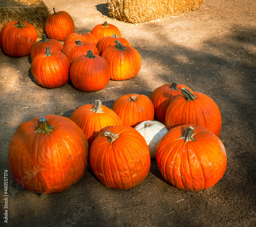 pumpkins on the ground