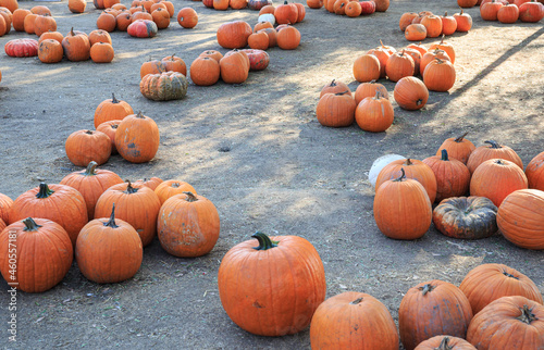 pumpkins on a farm