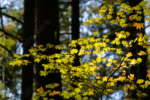 Fall Color in Oregon Forest at Silver Falls State Park