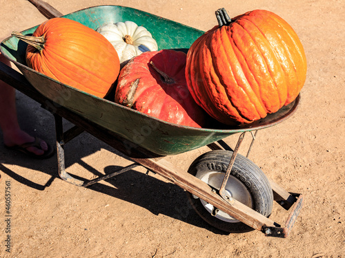 wheelbarrow full of pumpkins
