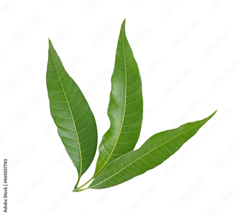 Fototapeta premium Mango leaf isolated on white background