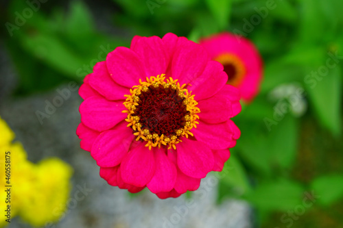 Colorful zinnia flowers growing in the garden in summer